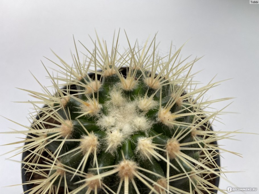 Эхинокактус грузони бревиспинус