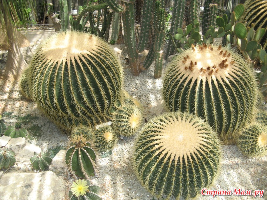 Эхинокактус грузони в дикой природе