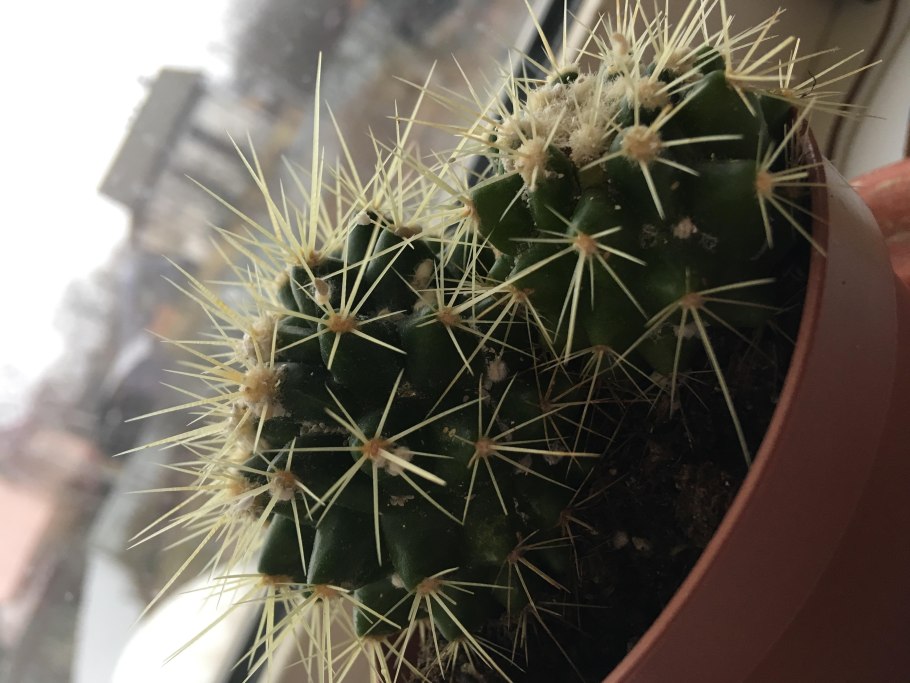 Эхинокактус грузони бревиспинус