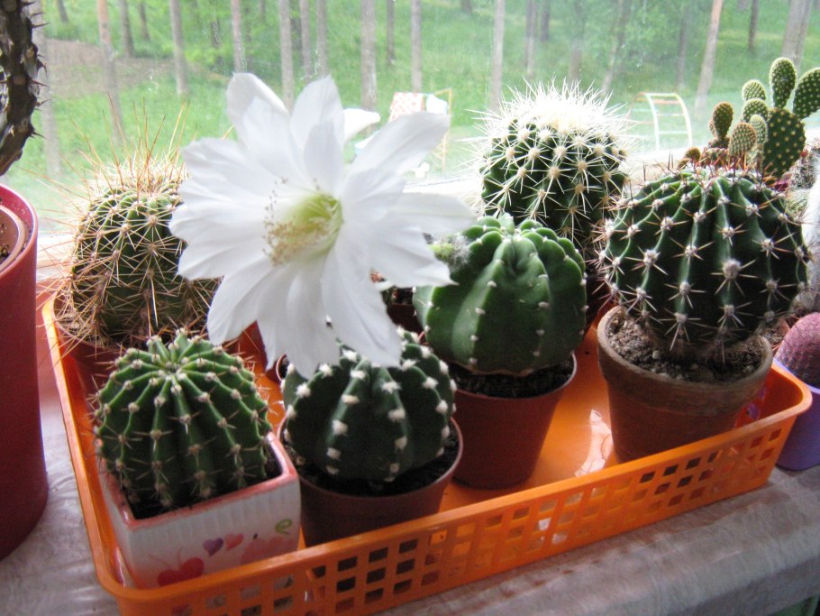 Эхинопсис субденудата цветение