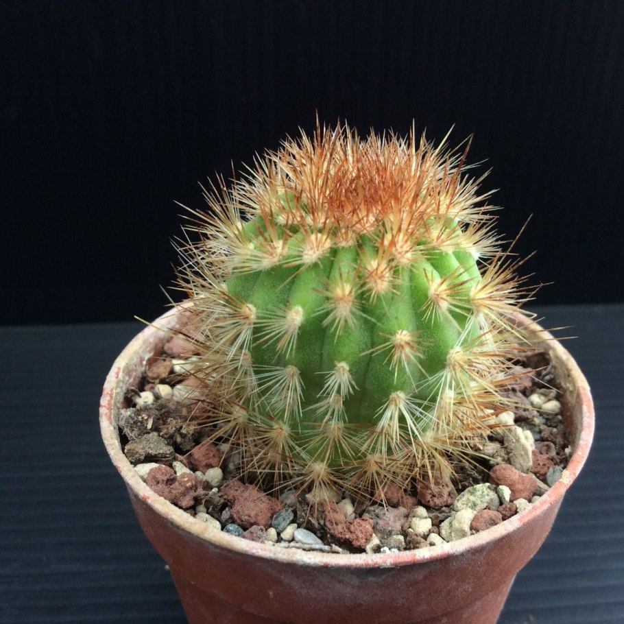 Haageocereus pseudomelanostele