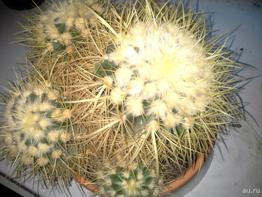 Эхинокактус эхинопсис