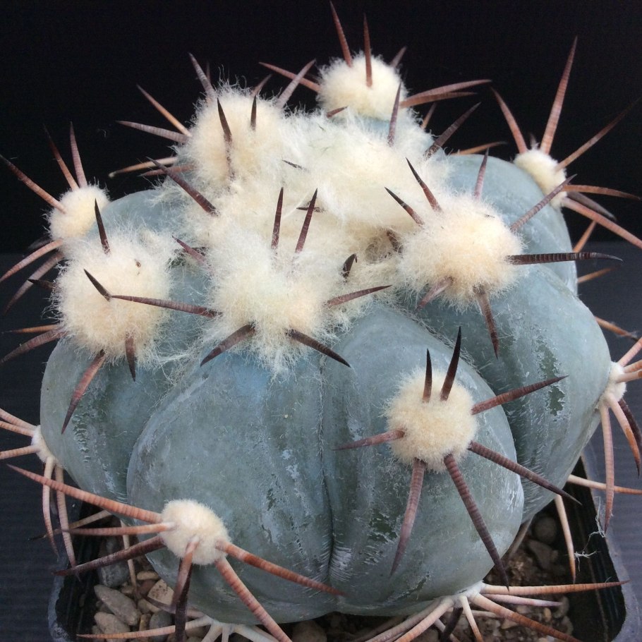 Echinocactus horizonthalonius