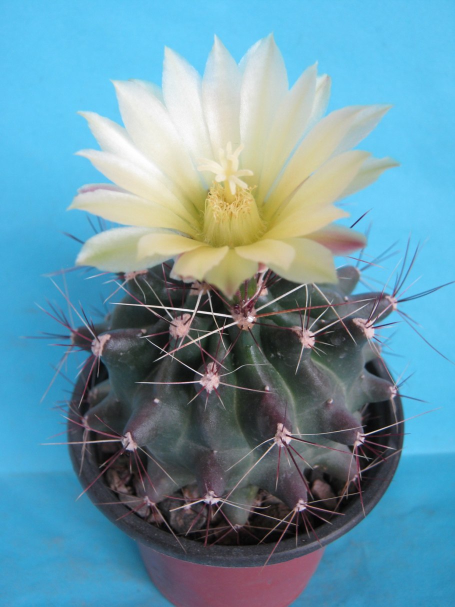 Эхинопсис грузони