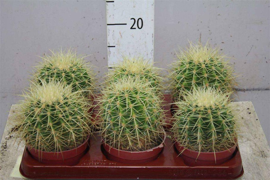 Кактус грузони боковые отростки