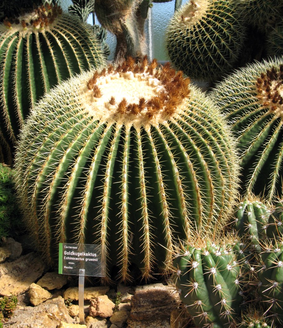 Эхинокактус brevispina