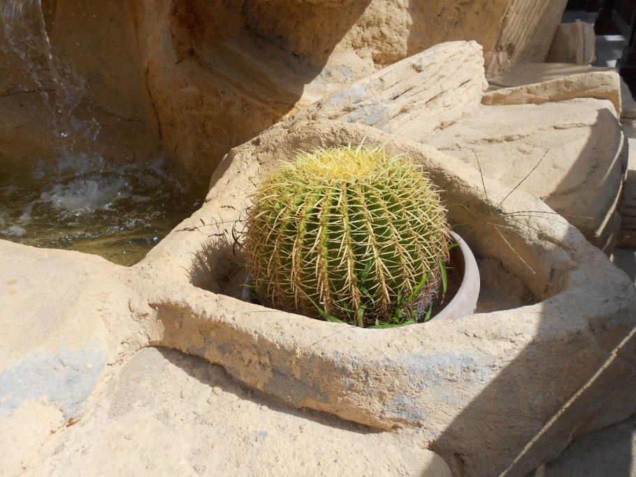 Эхинокактус грузони