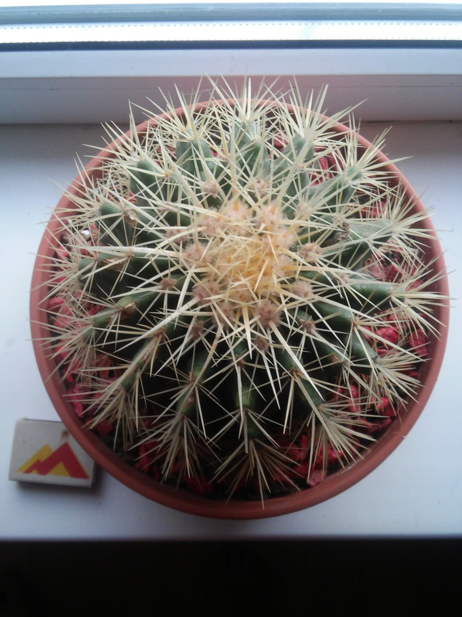 Эхинокактус грузони микс