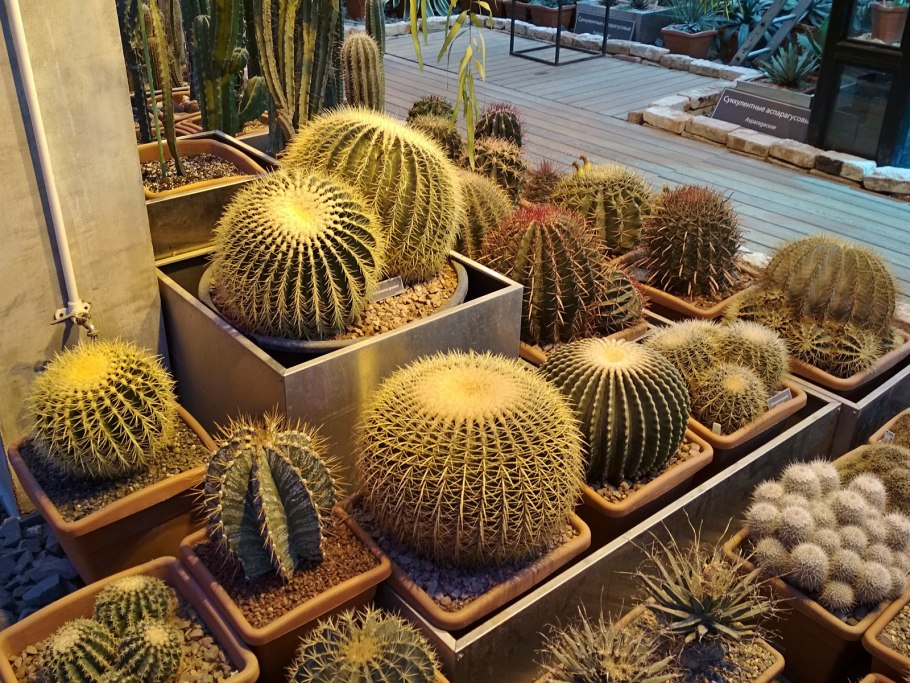 Аптекарский огород выставка кактусов