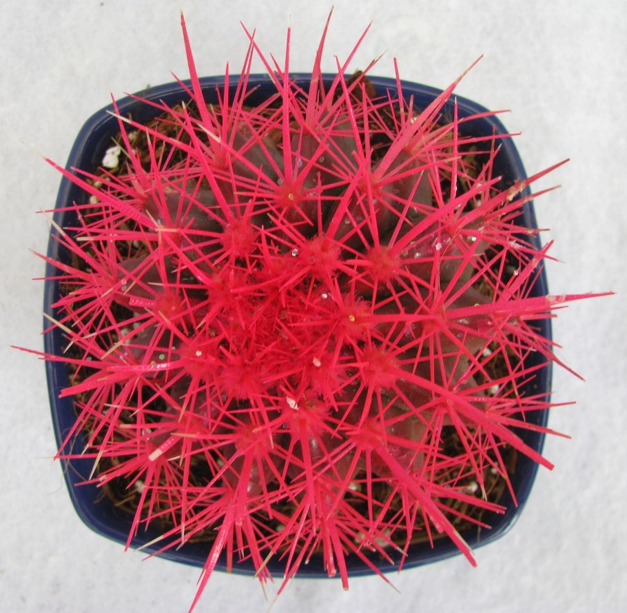 Эхинокактус грузони красный