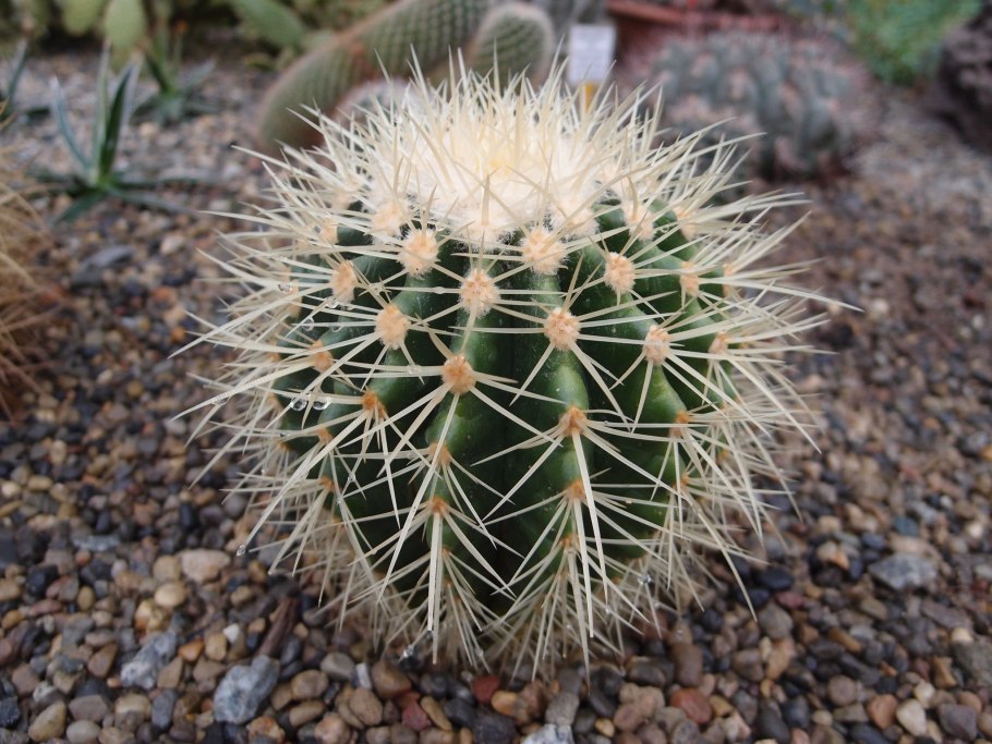 Грузони (Echinocactus grusonii)