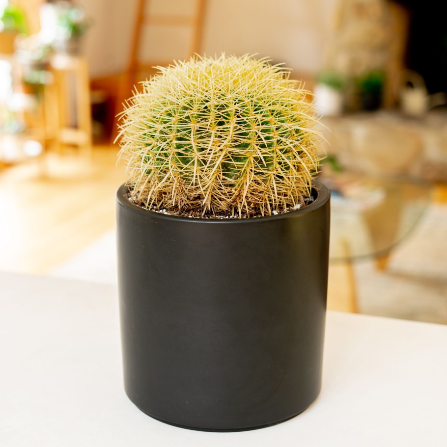 Эхинокактус грузони Рейнбоу цветение