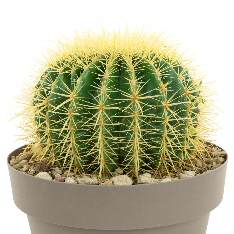 Echinocactus horizonthalonius jmt380