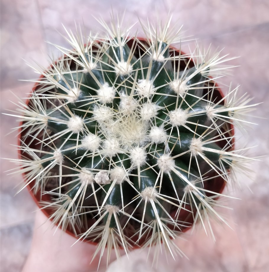 Кактус Эхинокактус грузони красный