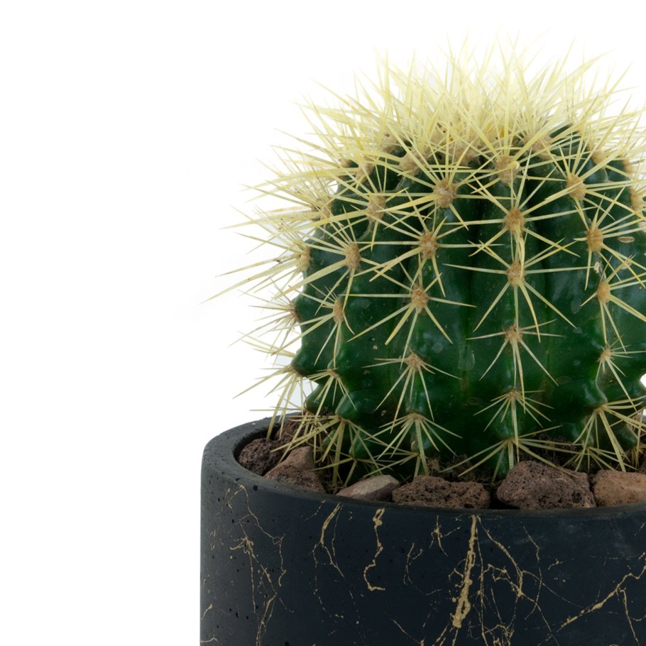 Эхинокактус Плант