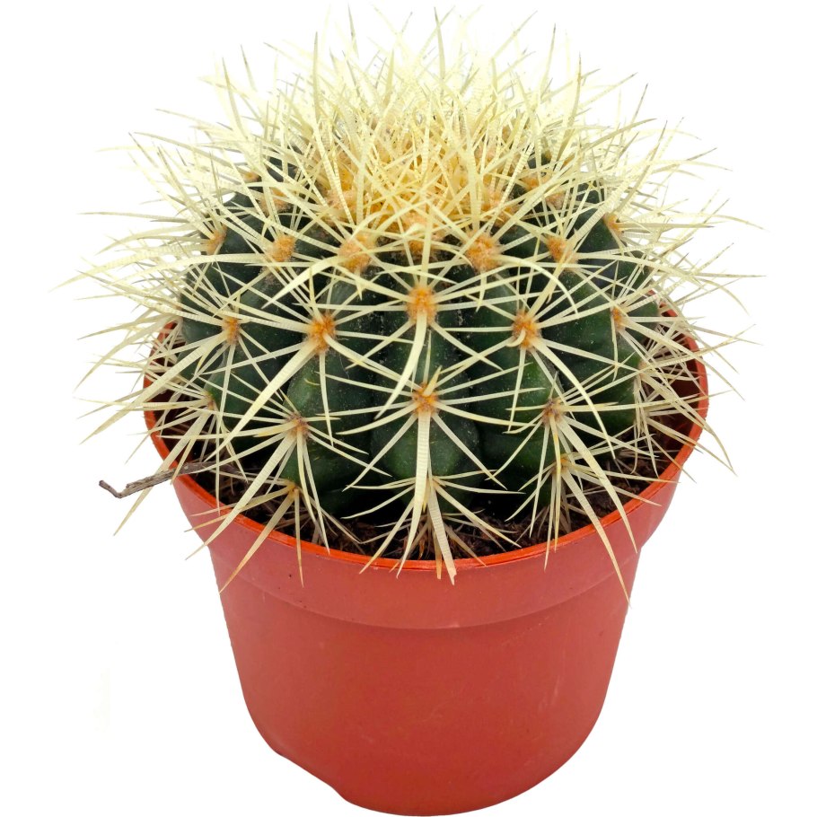 Эхинокактус грузони золотой шар