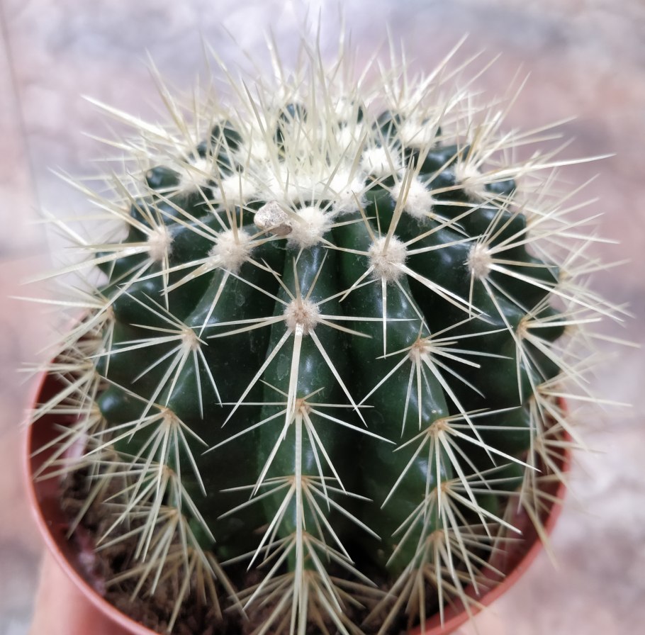 Эхинокактус грузони цветет