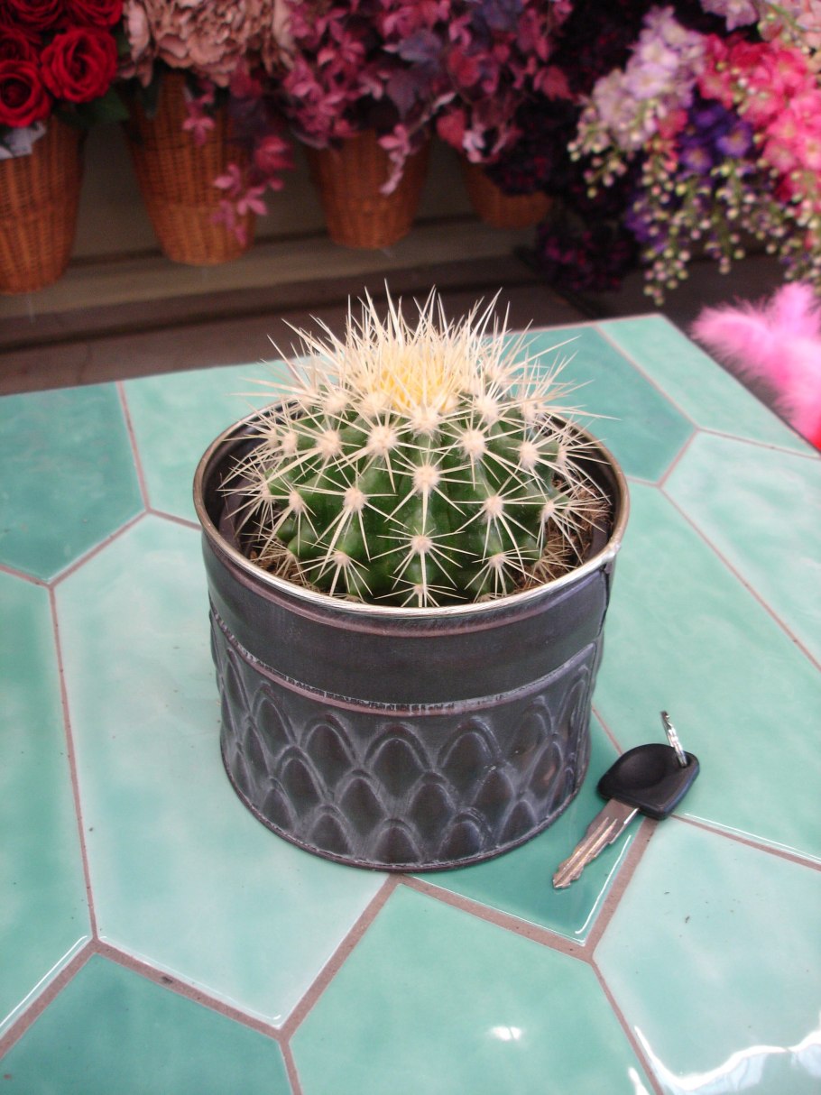 Эхинопсис Ауреа сиеррагранденсис