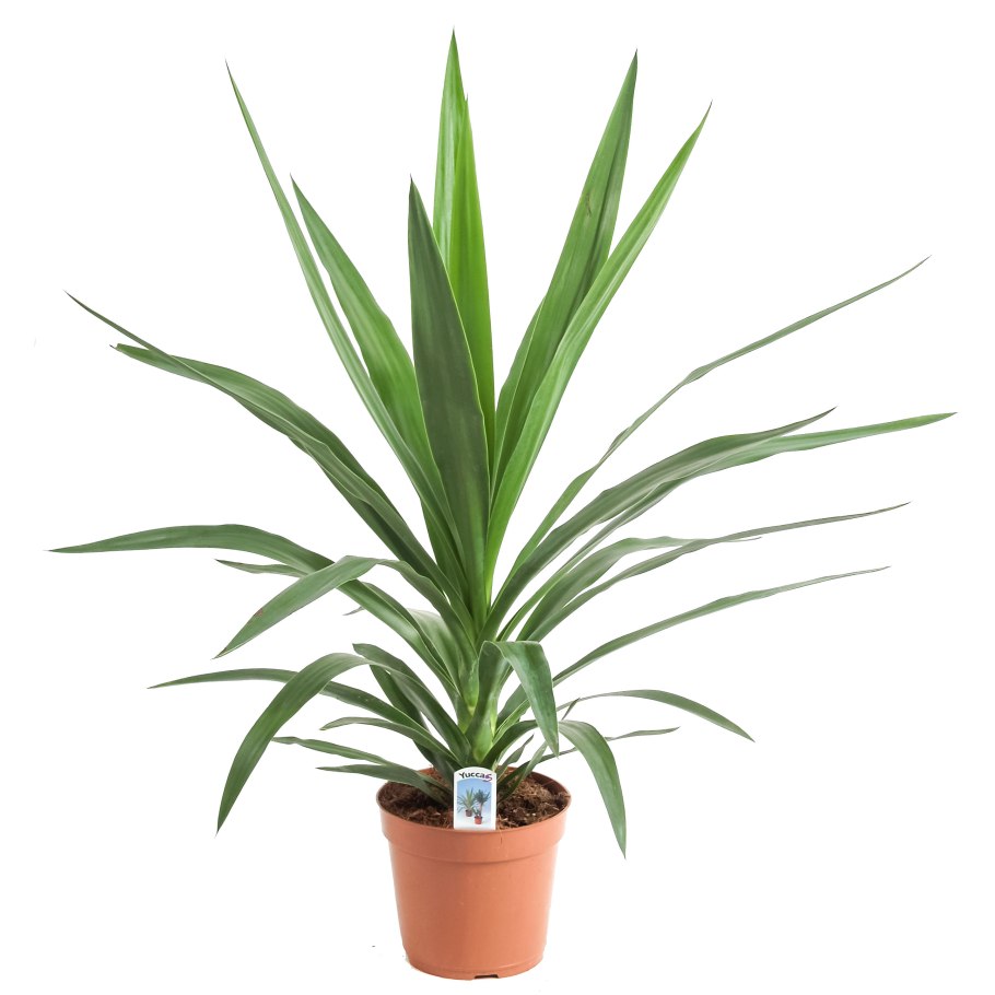 Комнатные растения Пальма Юкка