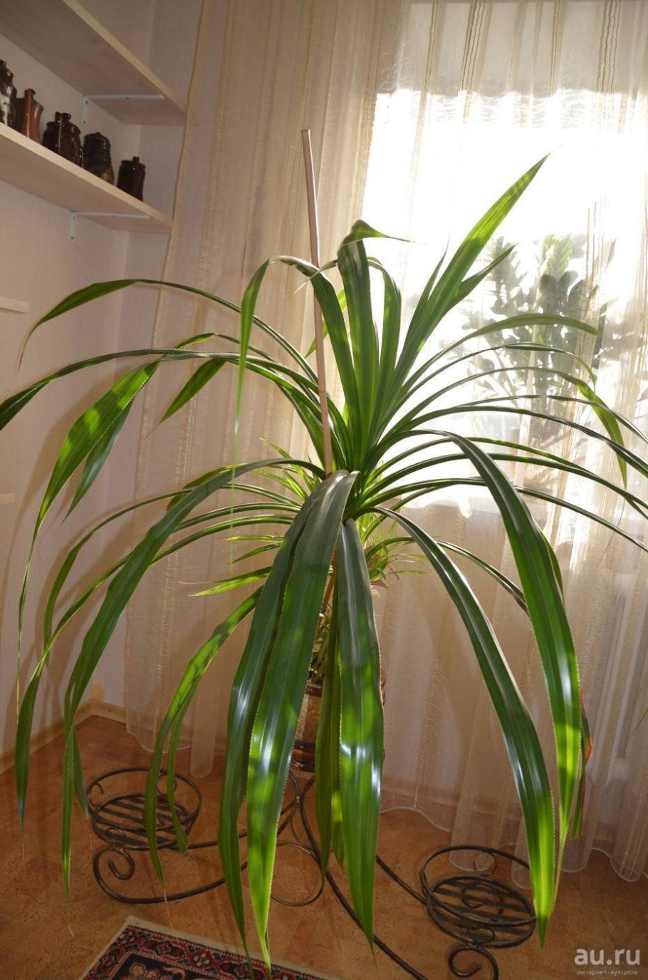 Панданус цветок