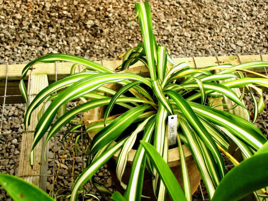 Хлорофитум желтеет