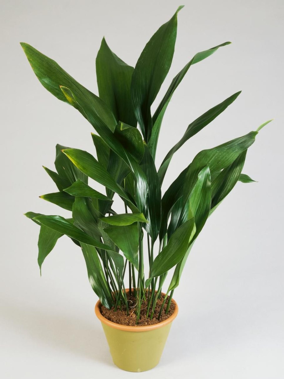 Аспидистра замиокулькас