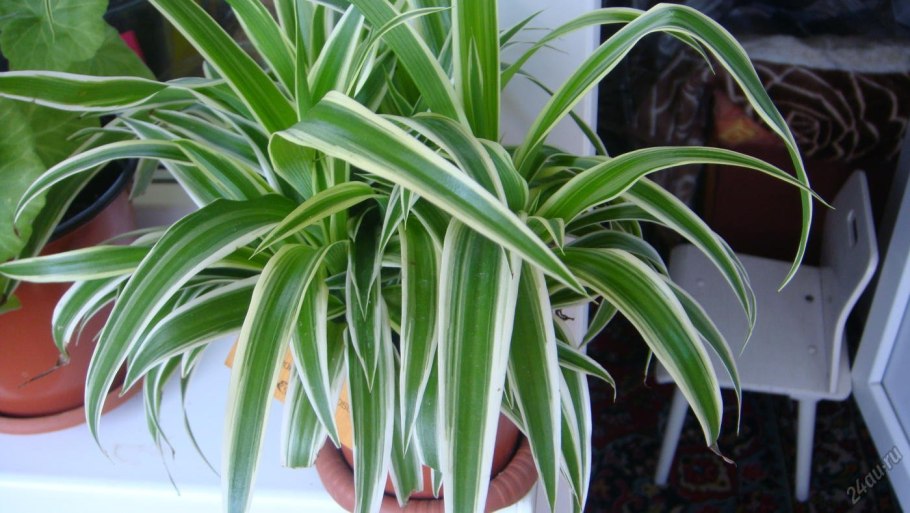 Хлорофитум сорт оушен