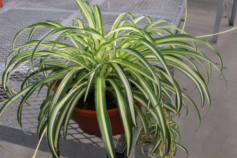 Хлорофитум Вариегата