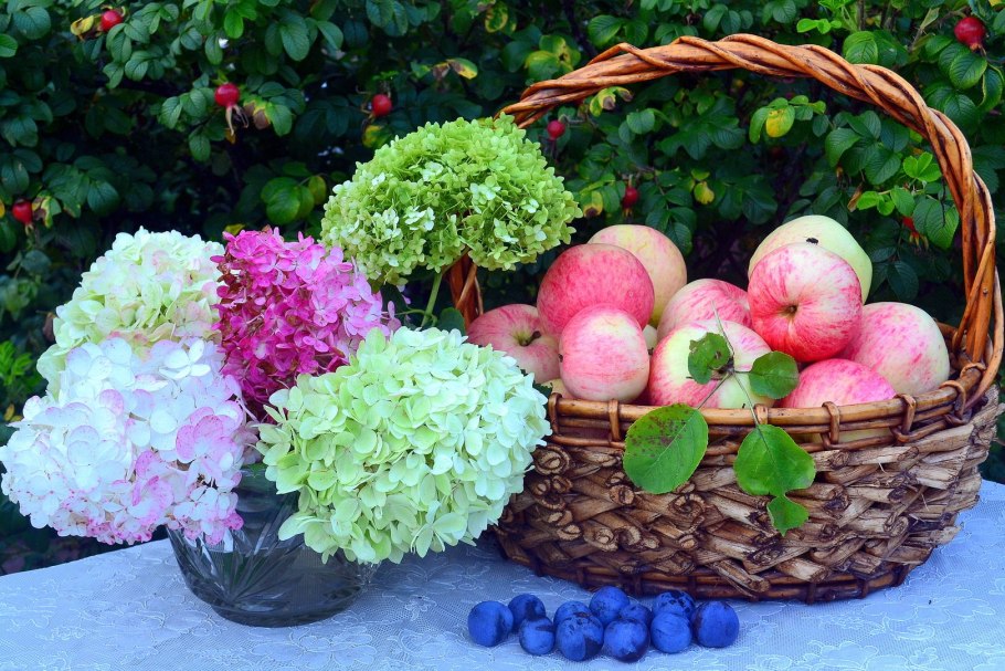 Осенние цветы гортензии