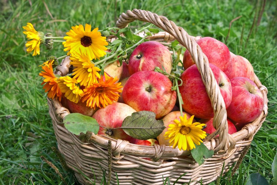 Корзина с яблоками осень