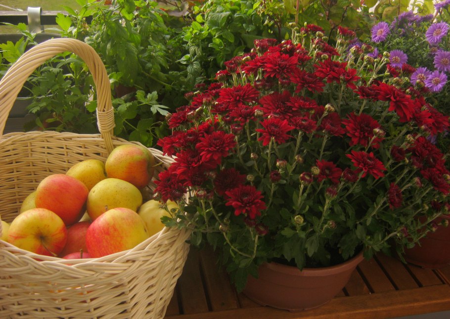 Корзина с фруктами в саду