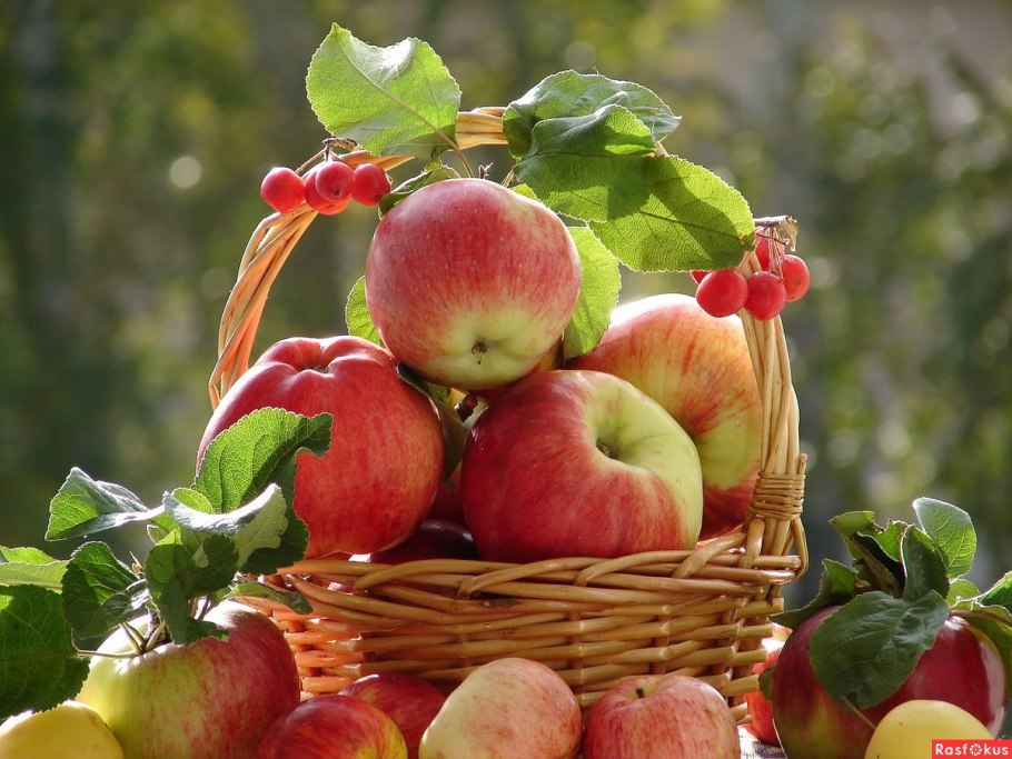 Яблоки в саду