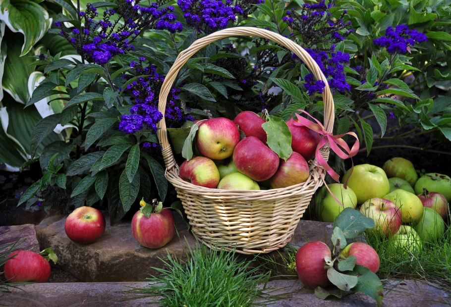 Сад с фруктами