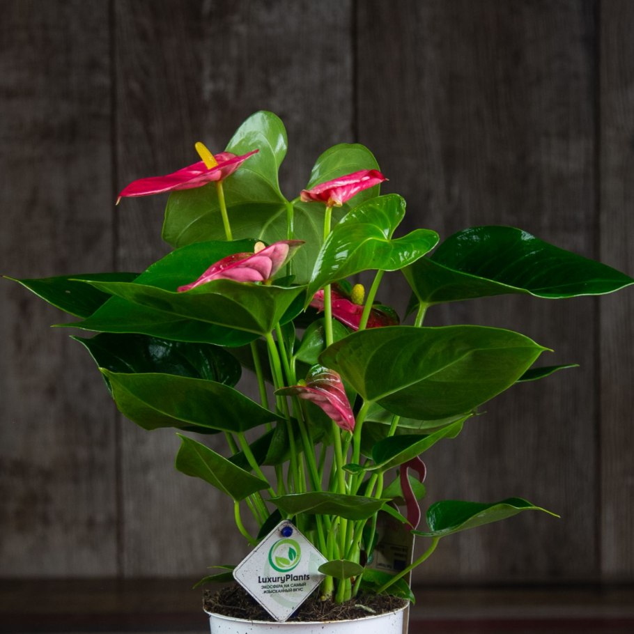 Anthurium hookeri Mint Индонезия