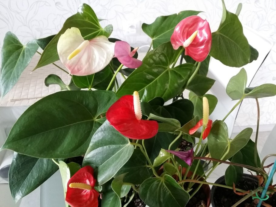 Антуриум мужегон