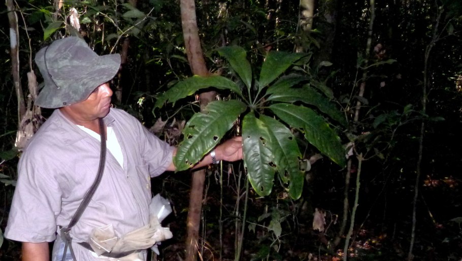 Антуриум пентафиллум