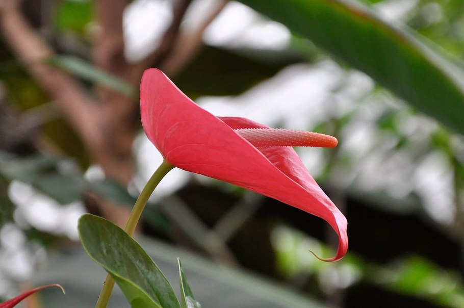 Горшок для антуриума