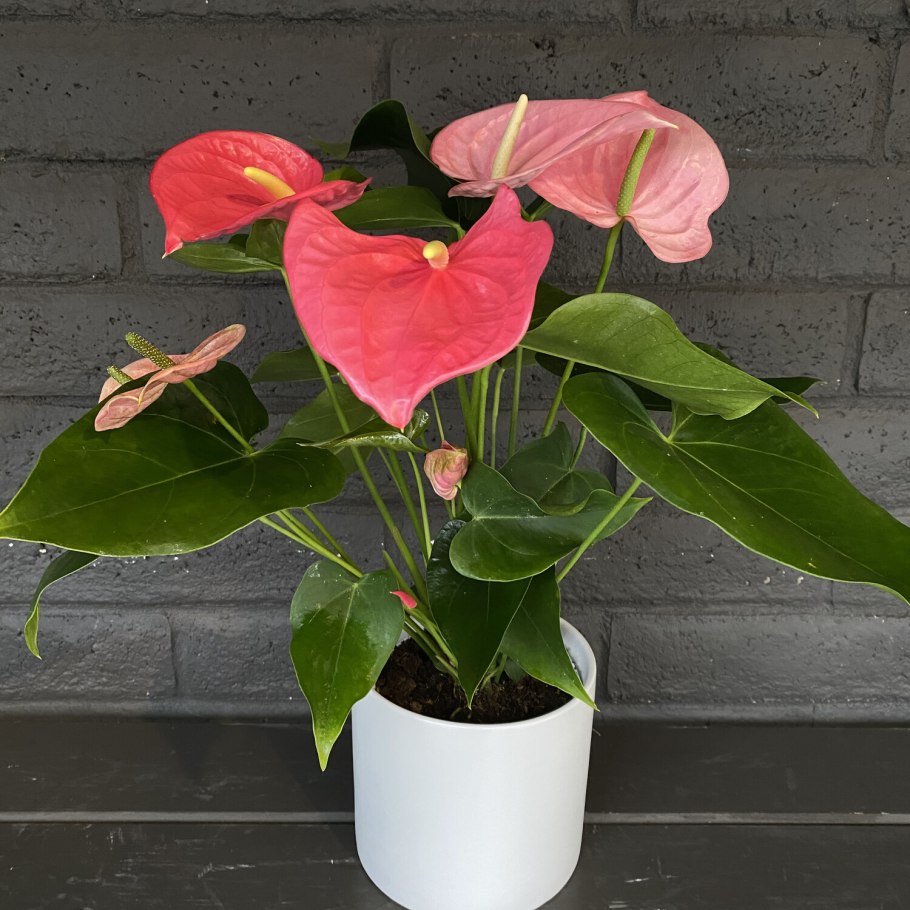 Растение рода Anthurium