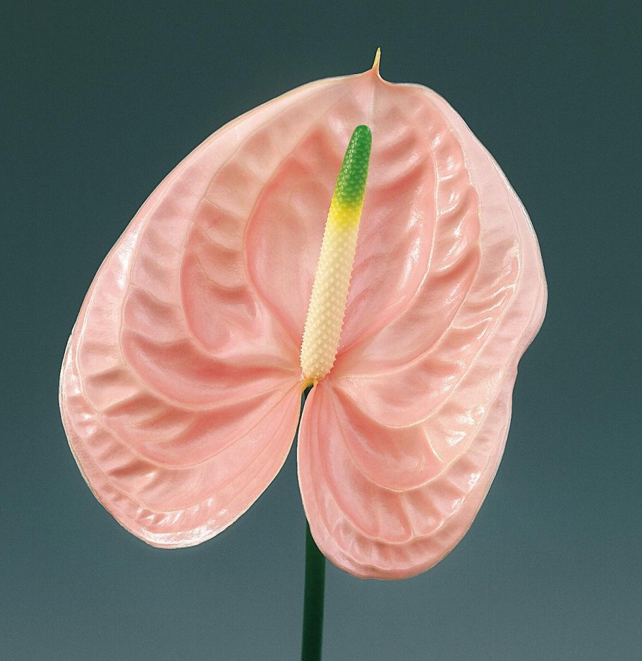 Антуриум Кристал Хоуп