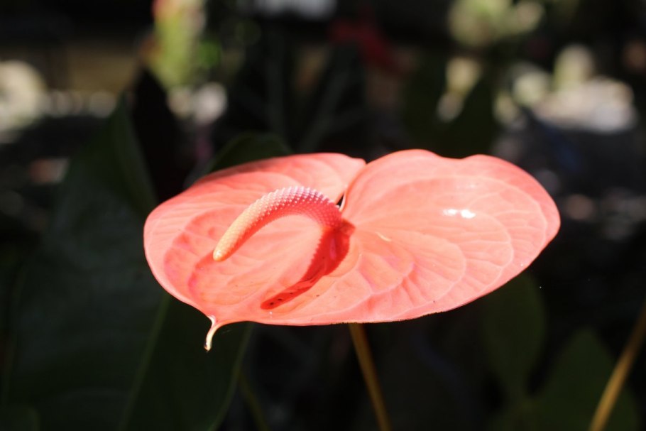 Anthurium andraeanum