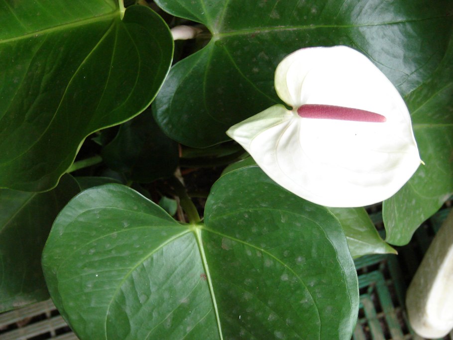 Антуриум Андре Ванилла Anthurium andraeanum Vanilla