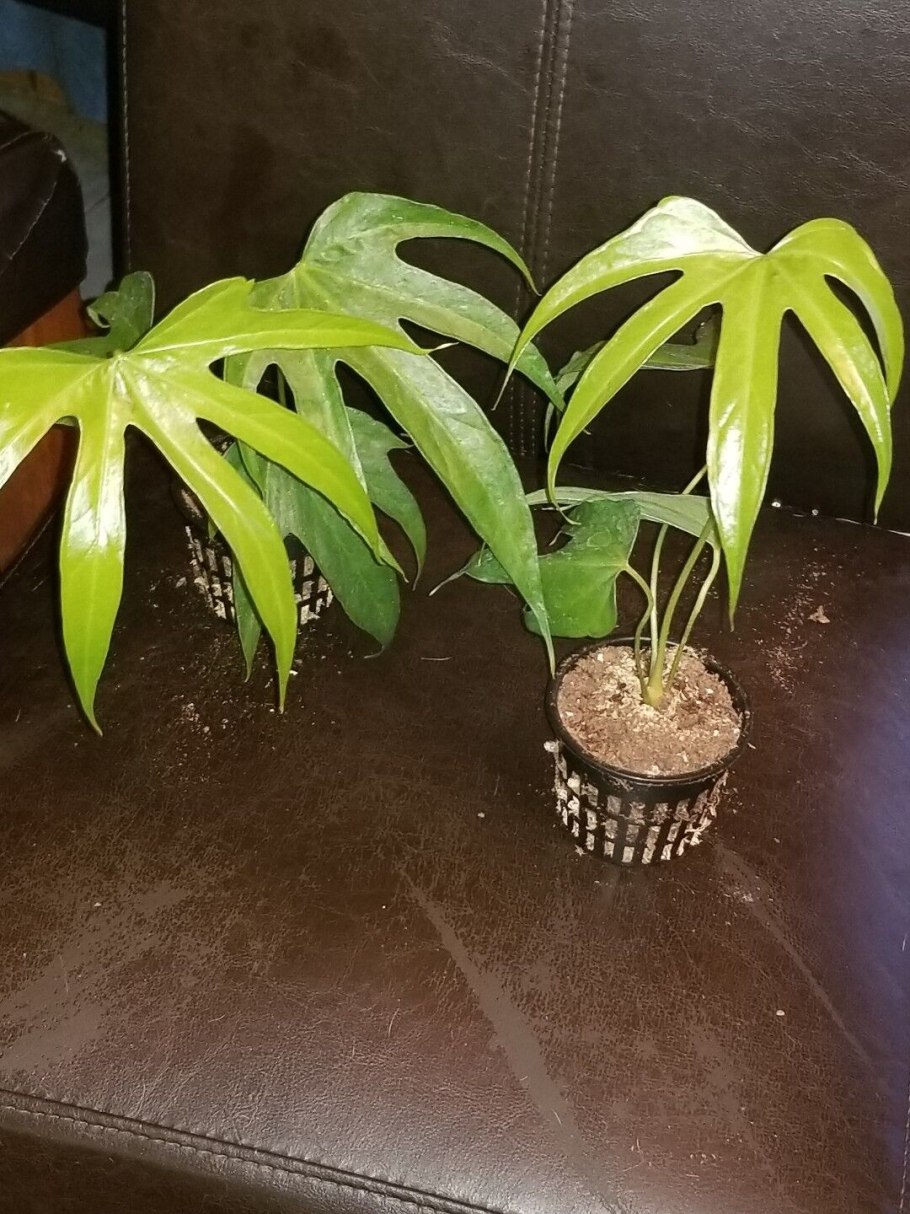 Алоказия папиллиламинум