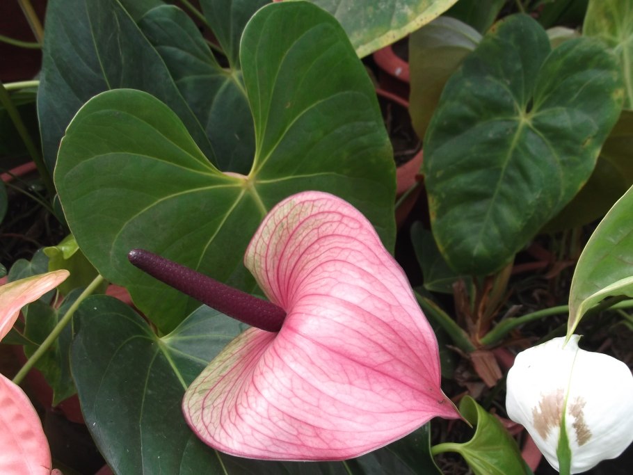 Антуриум Кларинервиум