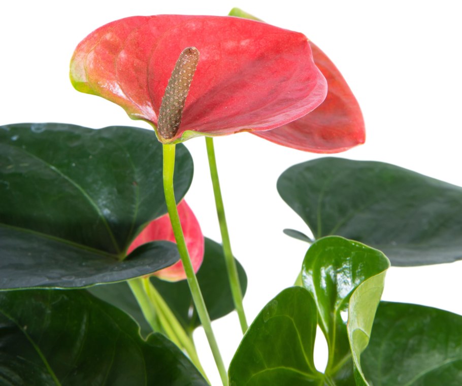 Anthurium vittariifolium