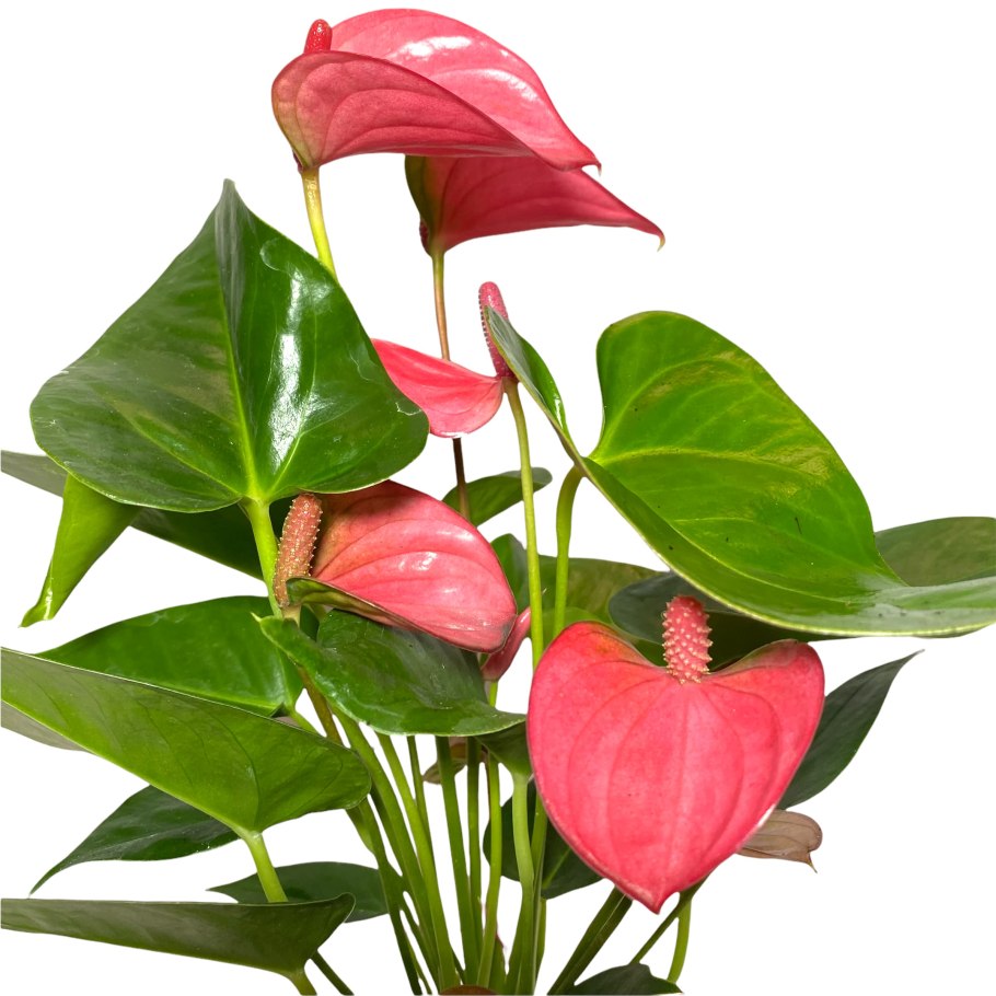 Anthurium pedatoradiatum