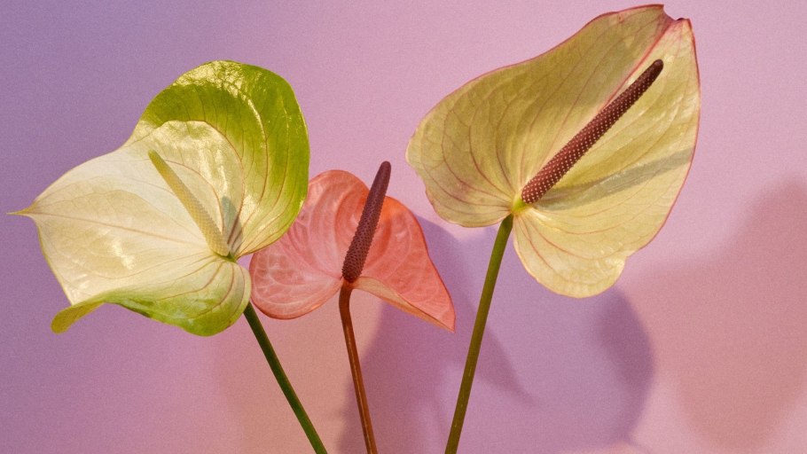 Антуриум Девоут