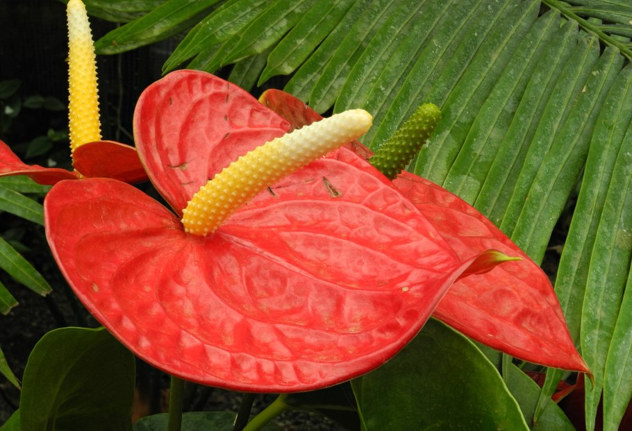 Антуриум Андре Дакота