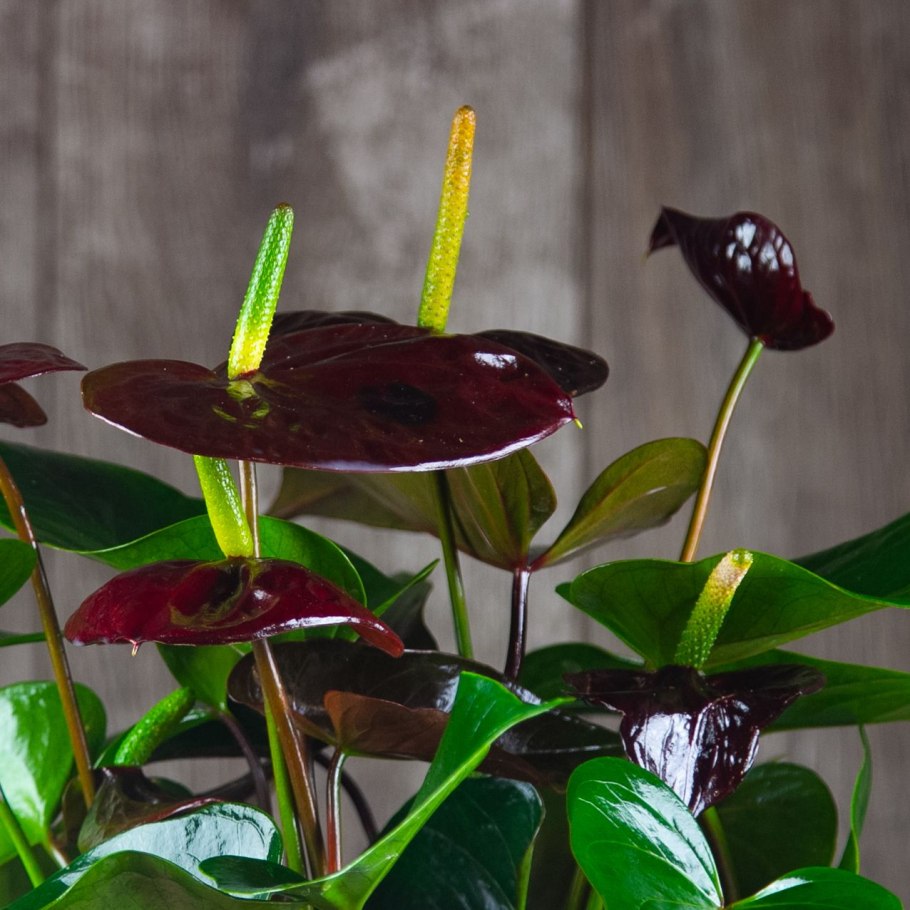 Alocasia macrorrhiza 'Stingray'