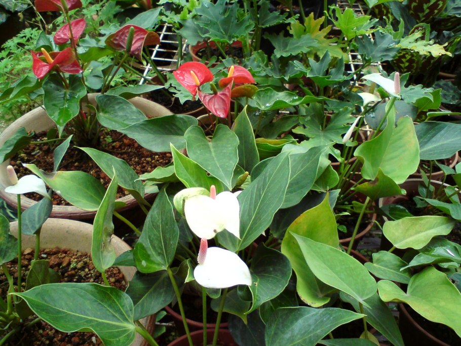 Антуриум Грациле