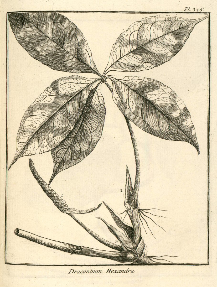 Антуриум диамонд ред